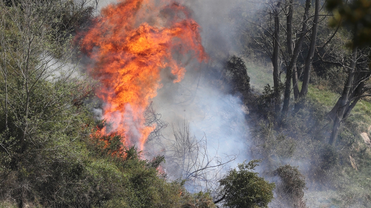 Extreme risk of fire due to high temperatures and a spring that increased forest mass: so you can prevent them