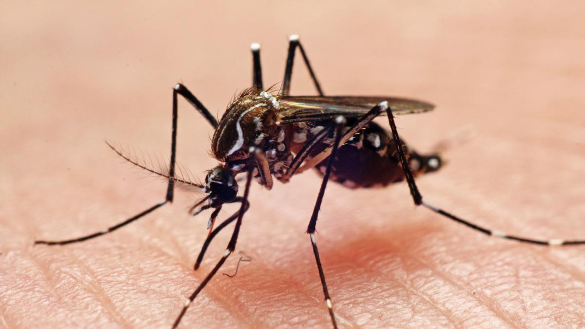 The laser defense is able to identify and end up to 30 mosquitoes per second