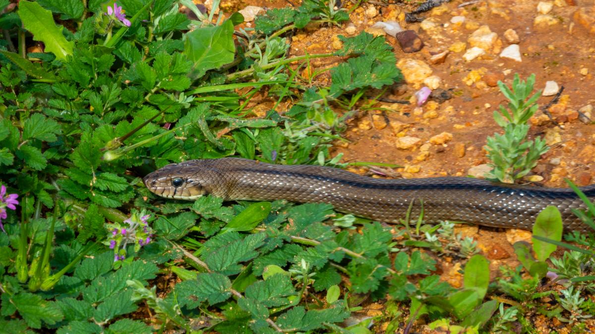 If you discover this type of hole in your garden, the snake has already been installed in your home this summer